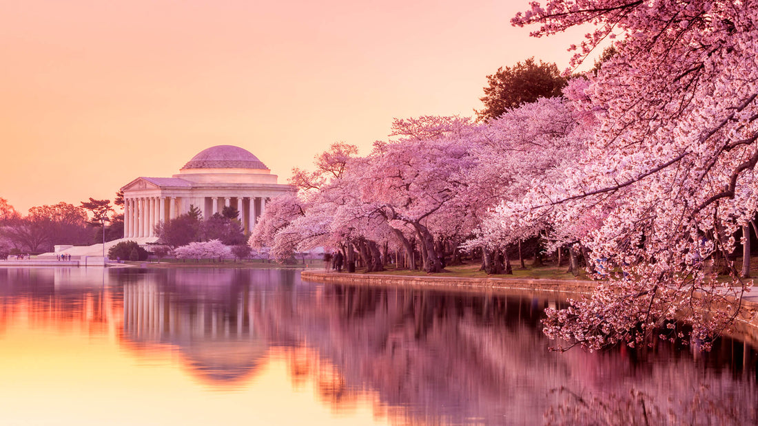 The Best U.S. Cities to See Cherry Blossoms - Newverest