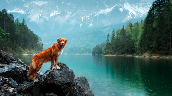 7 Perfectly Pet-Friendly Cities in the U.S.