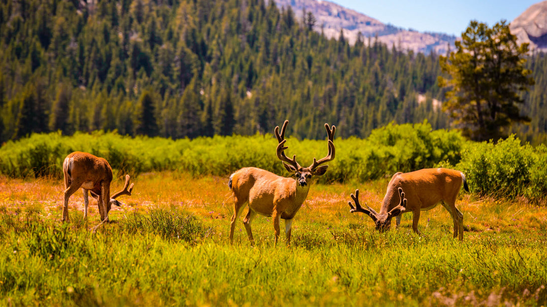 How Nature is Recovering During Quarantine