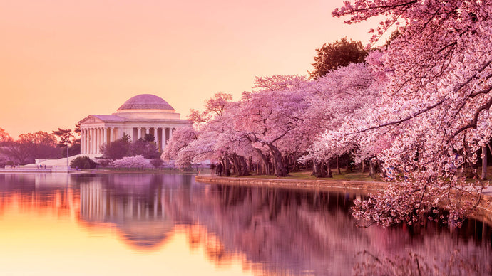 The Best U.S. Cities to See Cherry Blossoms