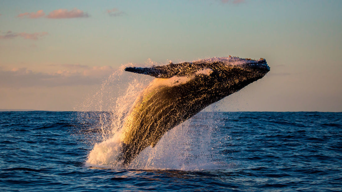 The World’s Best Places For Whale Watching